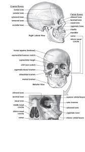 Can you learn the names of your major bones? Skull Cranium And Facial Bones