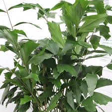 Image result for Caryota