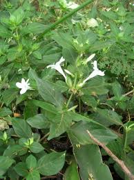 Image result for Barleria ameliae