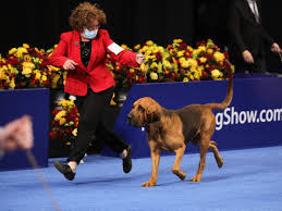 National Dog Show 2020 How To Watch Live On Tv And Online This Thanksgiving The Independent