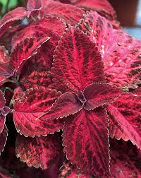 Image result for Coleus thyrsoideus