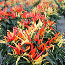 Image result for Capsicum annuum