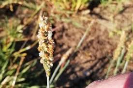 Image result for Cenchrus geniculatus