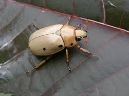 Check spelling or type a new query. Female Eastern Hercules Beetle Photograph By Tina Camacho