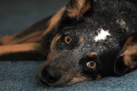 Thyroid cancer is most often discovered when a mass on the neck is noticed by a pet owner. Thyroid Poisoning In Dogs Symptoms Causes Diagnosis Treatment Recovery Management Cost