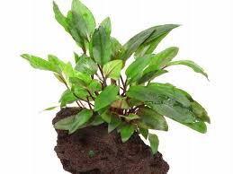 5 out of 5 stars (3,773) $ 8.99 free shipping bestseller favorite add to buy 2 get 1 free crypt balansae cryptocoryne balansae live aquarium plants aquatic plants. Cryptocoryne Beckettii Jetzt Ab 4 99 Kaufen Pflege Details