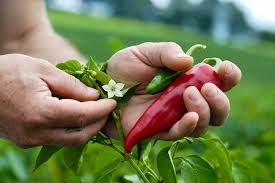 Le Piment D Espellette Pays Basque Piment Espelette Basque Pays Basque