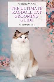 The type of grooming that your feline how often you bathe your cat depends on the type of fur she has and her lifestyle. The Ultimate Ragdoll Cat Grooming Guide Purr Craze