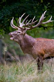 antler wikipedia