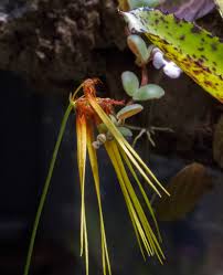 Image result for Bulbophyllum prorepens