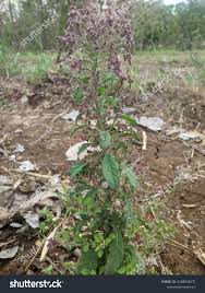 Image result for Laggera crispata