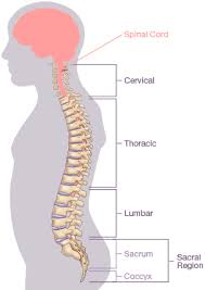 C1 to c7) and are the neck bones of the spinal column. Trapped Nerve In Back And Spine Pain Management