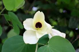 Image result for Bauhinia tomentosa