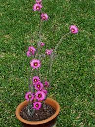 Large caudex base with long stems, small pink flowers. Echinocereus Poselgeri Dahlia Cactus World Of Succulents Blooming Cactus Cacti And Succulents Cactus
