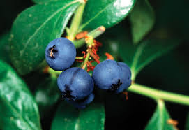 Image result for Vaccinium stanleyi