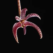 Image result for Bulbophyllum prorepens