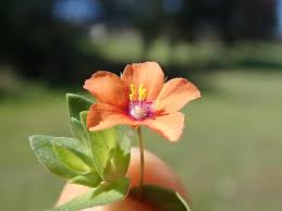 Image result for Lysimachia arvensis