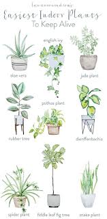 The Easiest And Prettiest House Plants To Keep Alive Ahnliche Tolle Projekte Und Ideen Wie Im Bild Vorgestellt Findest Du A Plants Indoor Plants House Plants