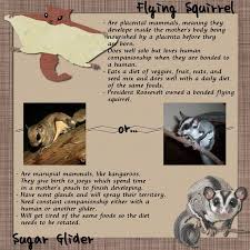 Sugar Gliders Vs Flying Squirrels Digital Scrapbooking At Scrapbook Flair Sugar Glider Flying Squirrel Squirrel
