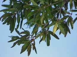 Kept closely pruned, it is sometimes used for hedges and screens, or as a filler plant in boggy areas. Willow Oak Tree Information Learn About Willow Oak Tree Care In Landscapes