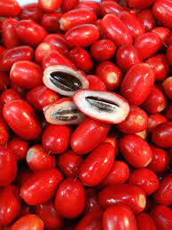 The fun, the tricks and recepies. Miracle Fruit Tree Synsepalum Dulcificum Urban Tropicals