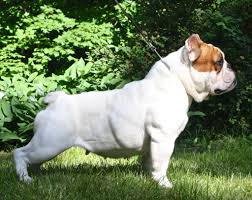 French bulldog information including personality, history, grooming, pictures, videos, and the akc breed standard. Shorty Bully Very New Breed Started In The 00s Bred From English French Bulldogs And Uk Staffs Bully Breeds Dogs Dog Breeds Bully Breeds
