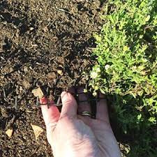 The best way to prevent animals around your garden is to remove food sources. The Best Fox Deterrents And Repellents Keep Foxes Out Forever