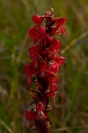 Image result for Satyrium