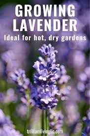 Lavender Plant Easy To Grow For Sunny Dry Backyards Trillium Living Growing Lavender Lavender Plant Dry Garden