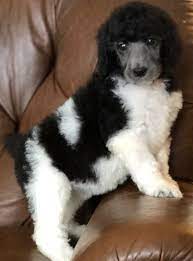 Check spelling or type a new query. Jms Standard Poodles Puppies Available