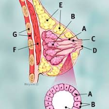 The earlier breast cancer is diagnosed, the better the chance of successful treatment. What Is Breast Cancer Breastcancer Org