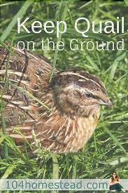 A Natural Alternative For Raising Quail Raising Quail Quail Quail Hunting