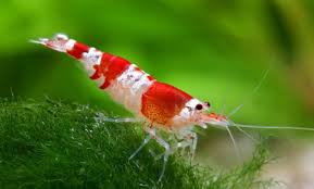 The Ideal Algae Eating Shrimp In Freshwater Aquarium Crystal Red Shrimp The Crystal Red Shrimp Crs That Will Freshwater Aquarium Aquarium Fish Fresh Water