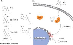 Pentru aceste motive, in conditiile legii, dispune Fabp1 Controls Hepatic Transport And Biotransformation Of D 9 Thc Scientific Reports
