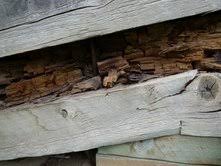 If practical, remove infested wood. Wood Decay Internachi