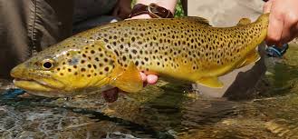 Maybe you would like to learn more about one of these? Brown Trout Pennsylvania Trout In The Classroom