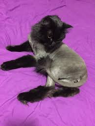 Professional cat groomers use a set of clippers to shave the cat's hair very short on the body. Cat Grooming Blog The Shaven Pussycat By Janet Wormitt