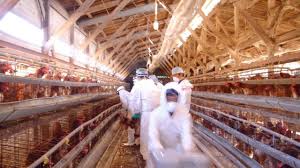 «la información sobre el primer caso registrado en el mundo de transmisión de la gripe aviar (h5n8) al ser humano ya ha sido enviada a la. Dos Cientificos Chinos Que Alertaron Del Coronavirus Advierten Del Peligro De La Gripe Aviar H5n8