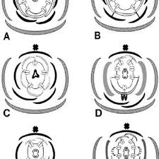 Image result for Polygala usafuensis