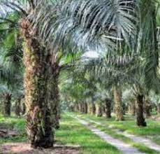 Ia merupakan spesies tunggal yang dikelaskan dalam genus cocos dan merupakan pokok palma yang besar, tumbuh setinggi 30 meter, dengan pelepah daun. Anim Agro Technology Jenis Jenis Pokok Palma Di Malaysia