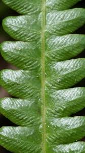 Image result for Cyclosorus interruptus