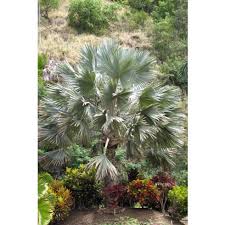 Image result for Latania loddigesii