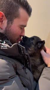 Steve German Shepherd