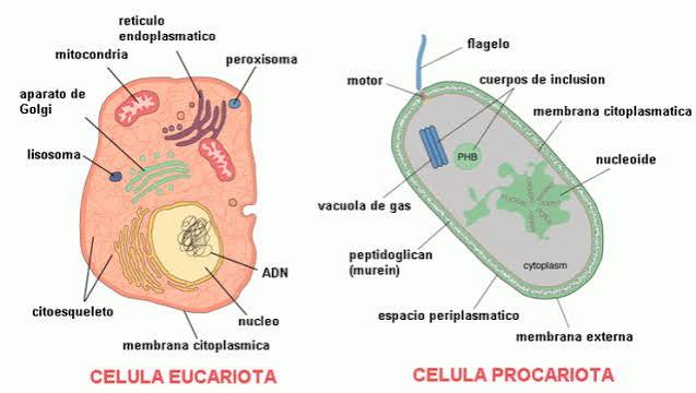 ORGANIZACIÓN CELULAR – BIOLOGÍA y GEOLOGÍA