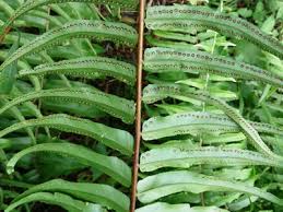Image result for Nephrolepis