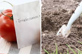 Hör auf, tomaten zu kaufen! Tomaten Saen Wann Ist Der Ideale Zeitpunkt Tomaten De
