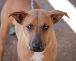 This Lonely Pup Needs A Home Australian Cattle Dog Blue Heeler Belgian Shepherd Malinois Mixed Short Pet Adoption Australian Cattle Dog Blue Heeler Pets