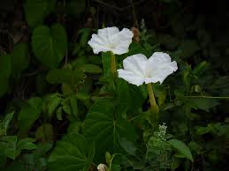 Image result for Ipomoea violacea