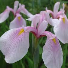 Image result for Vernonia centaureoides