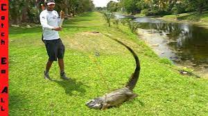 Invasive Bowfishing Biggest Iguana Ever In 2021 Big Iguana Bowfishing Iguana